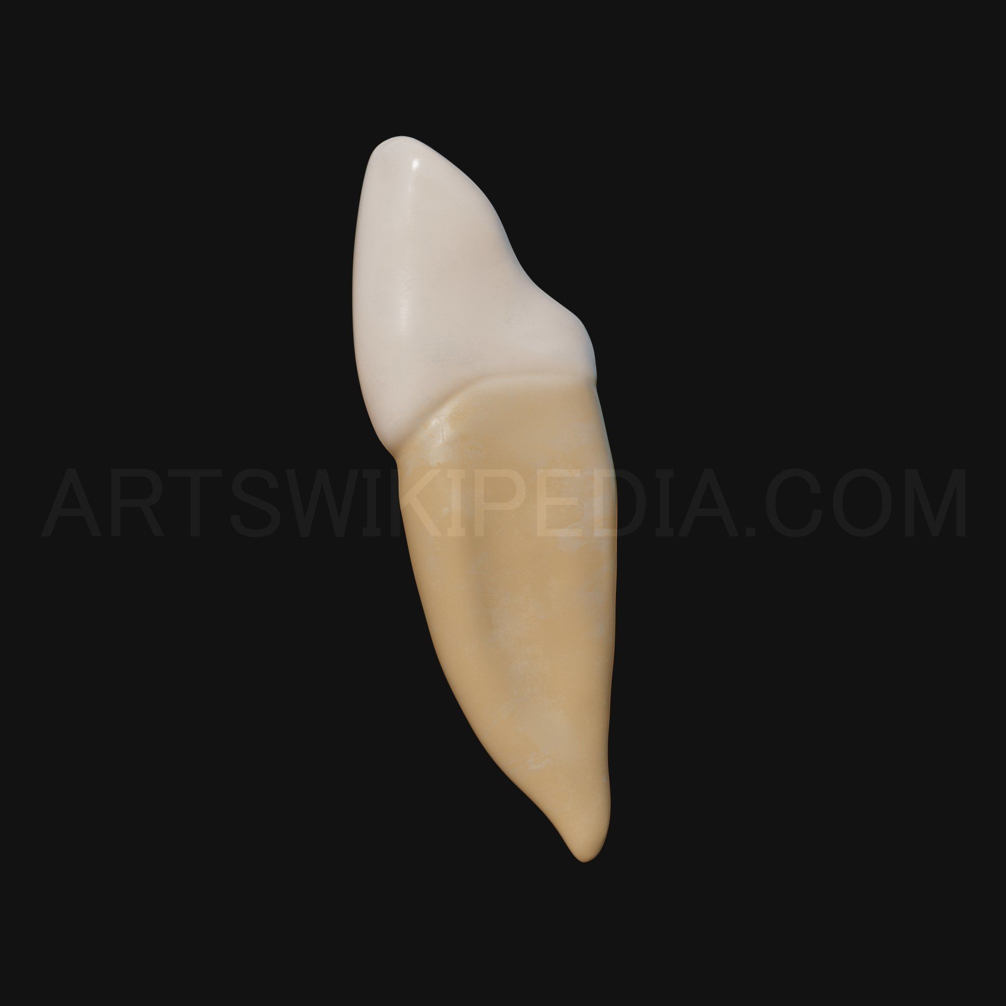 3D Model of mandibular left lateral incisor 3D model_6