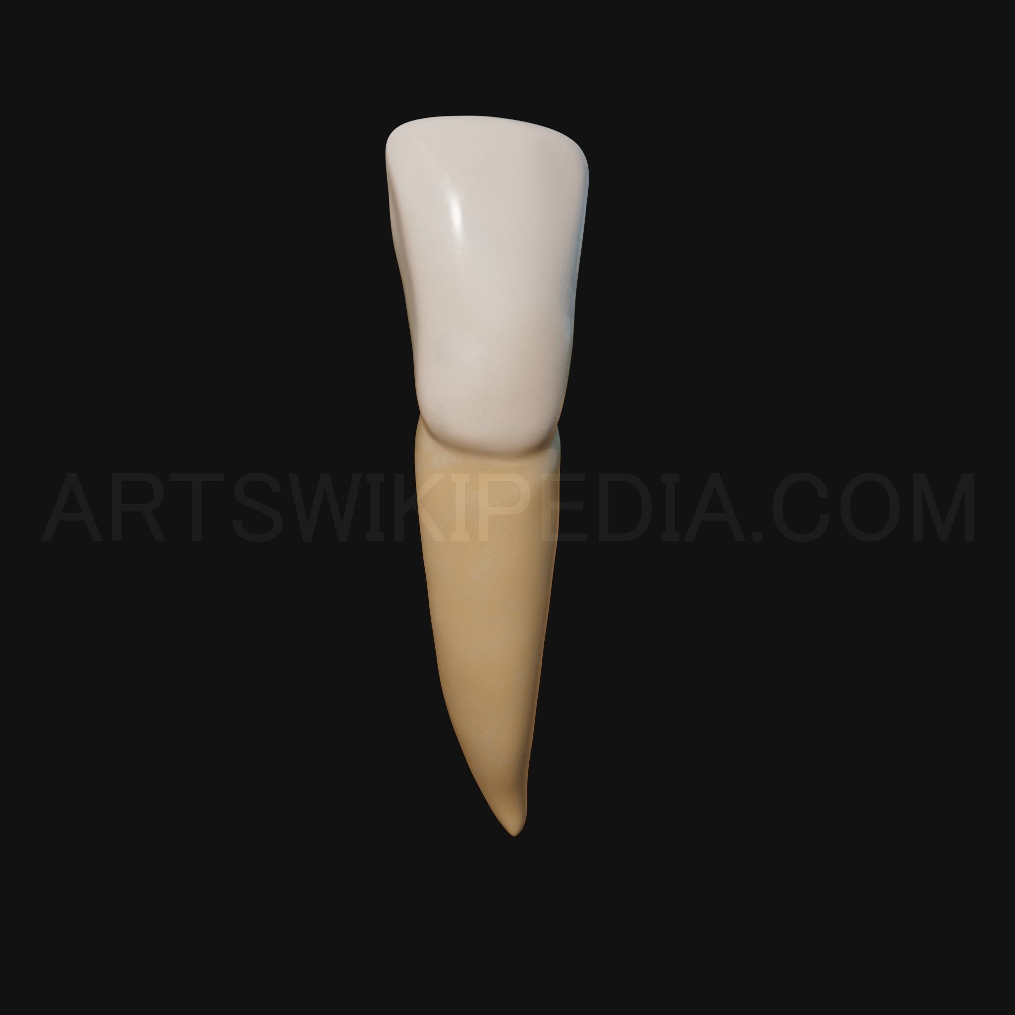 3D Model of mandibular left lateral incisor 3D model_7