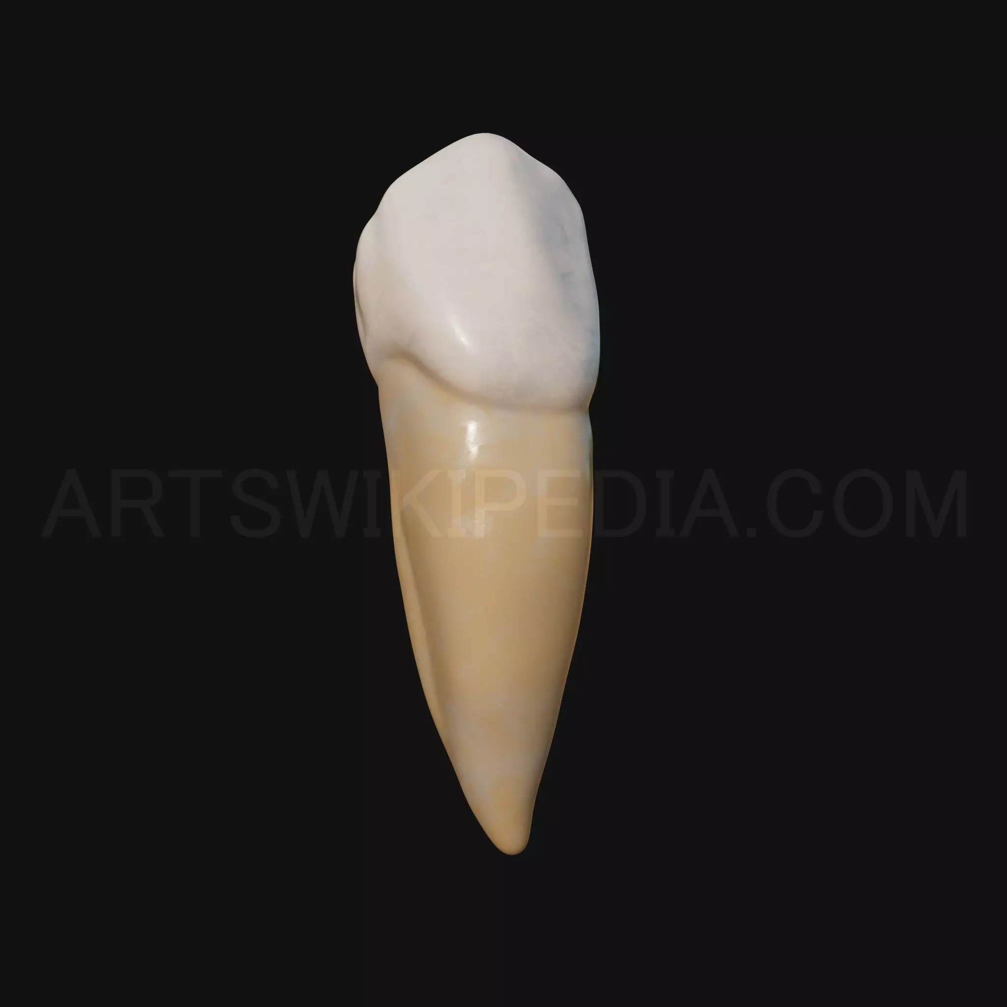 3D Model of mandibular left first premolar 3D model