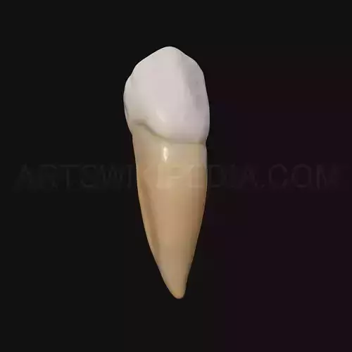 3D Model of mandibular left first premolar 3D model