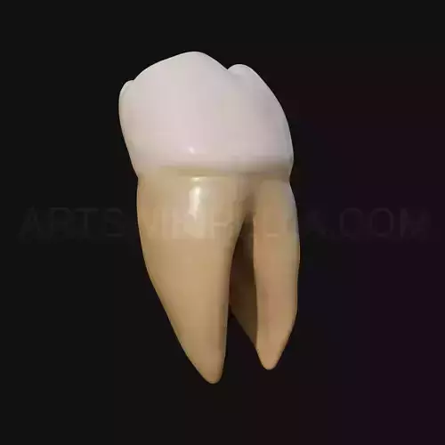 3D Model of mandibular left first molar 3D model