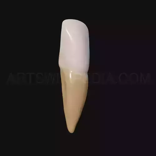 3D Model of mandibular left central incisor