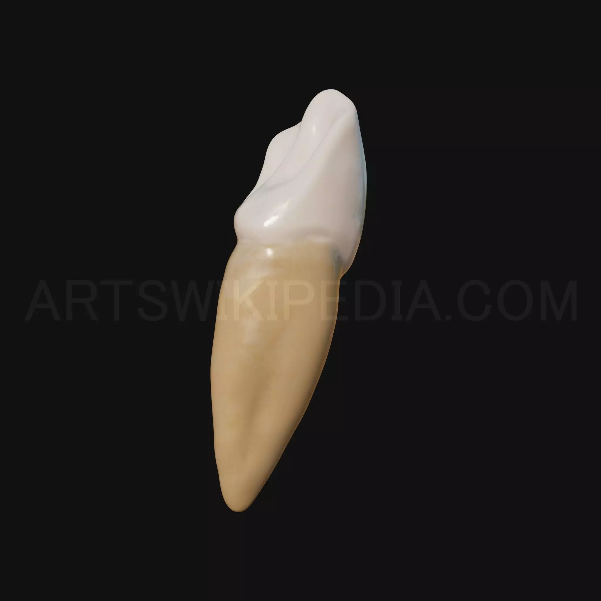 3D Model of mandibular left canine 3D model_0