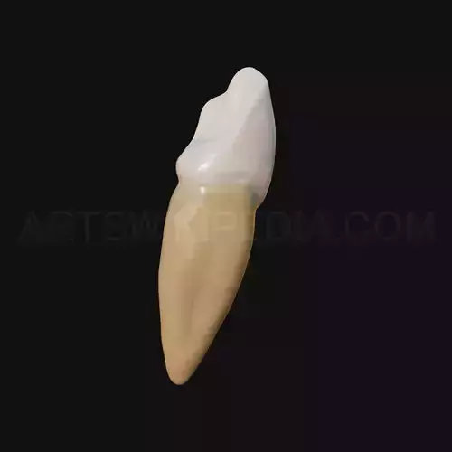3D Model of mandibular left canine