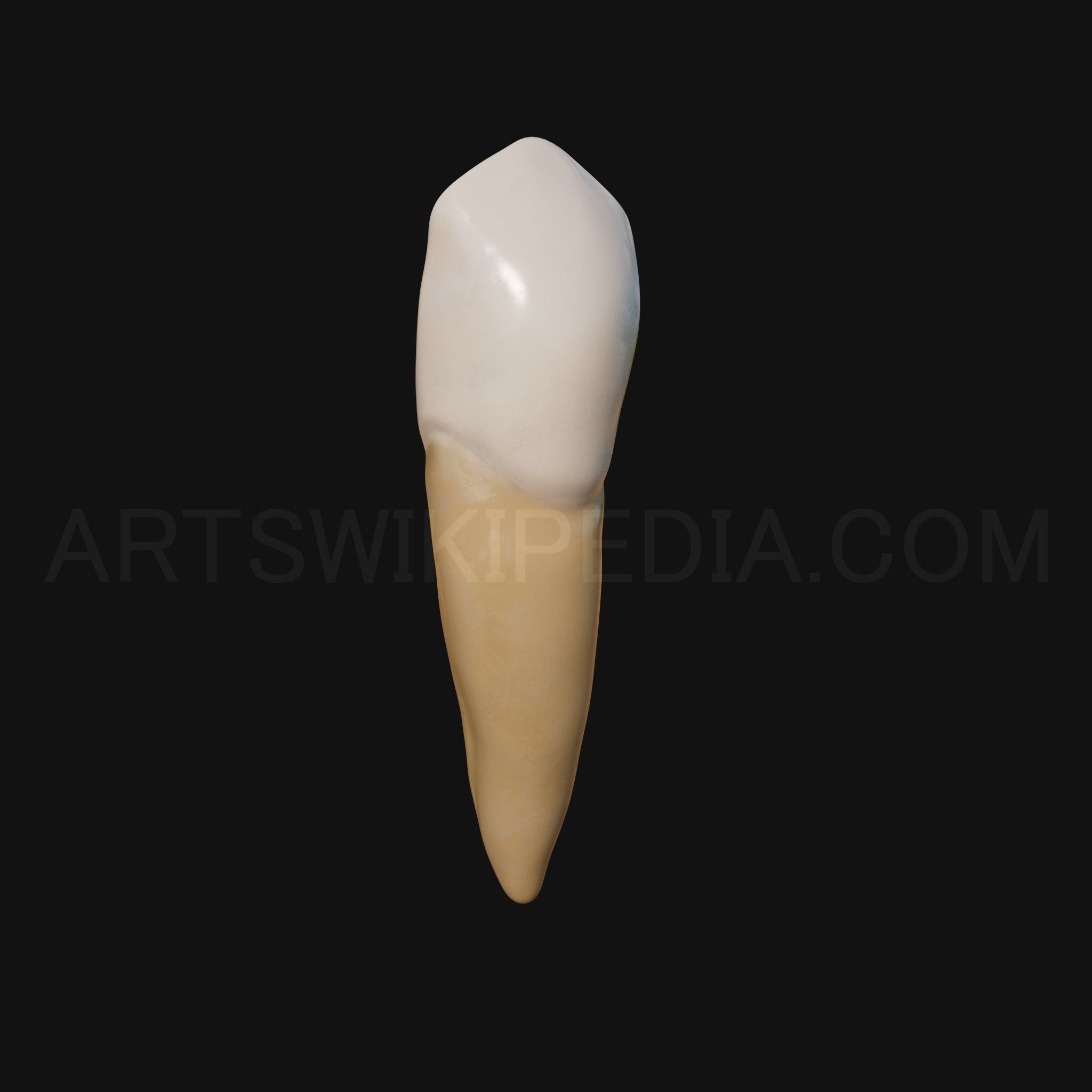 3D Model of mandibular left canine 3D model_6