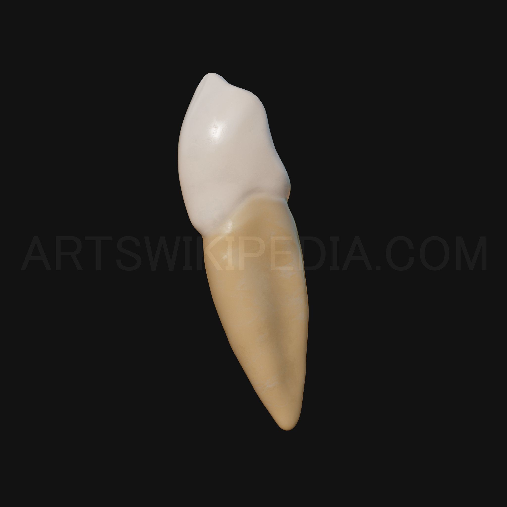 3D Model of mandibular left canine 3D model_5