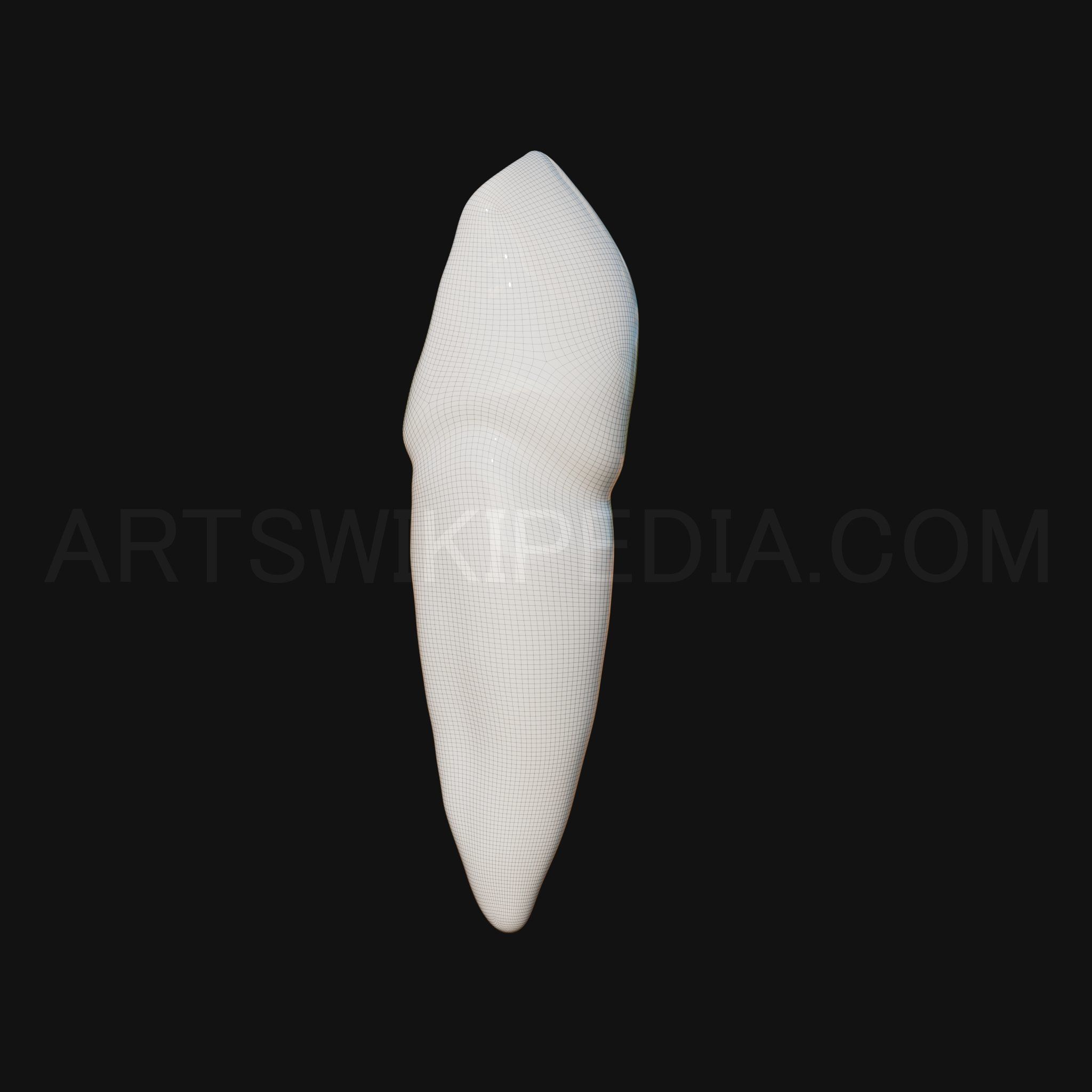 3D Model of mandibular left canine 3D model_7
