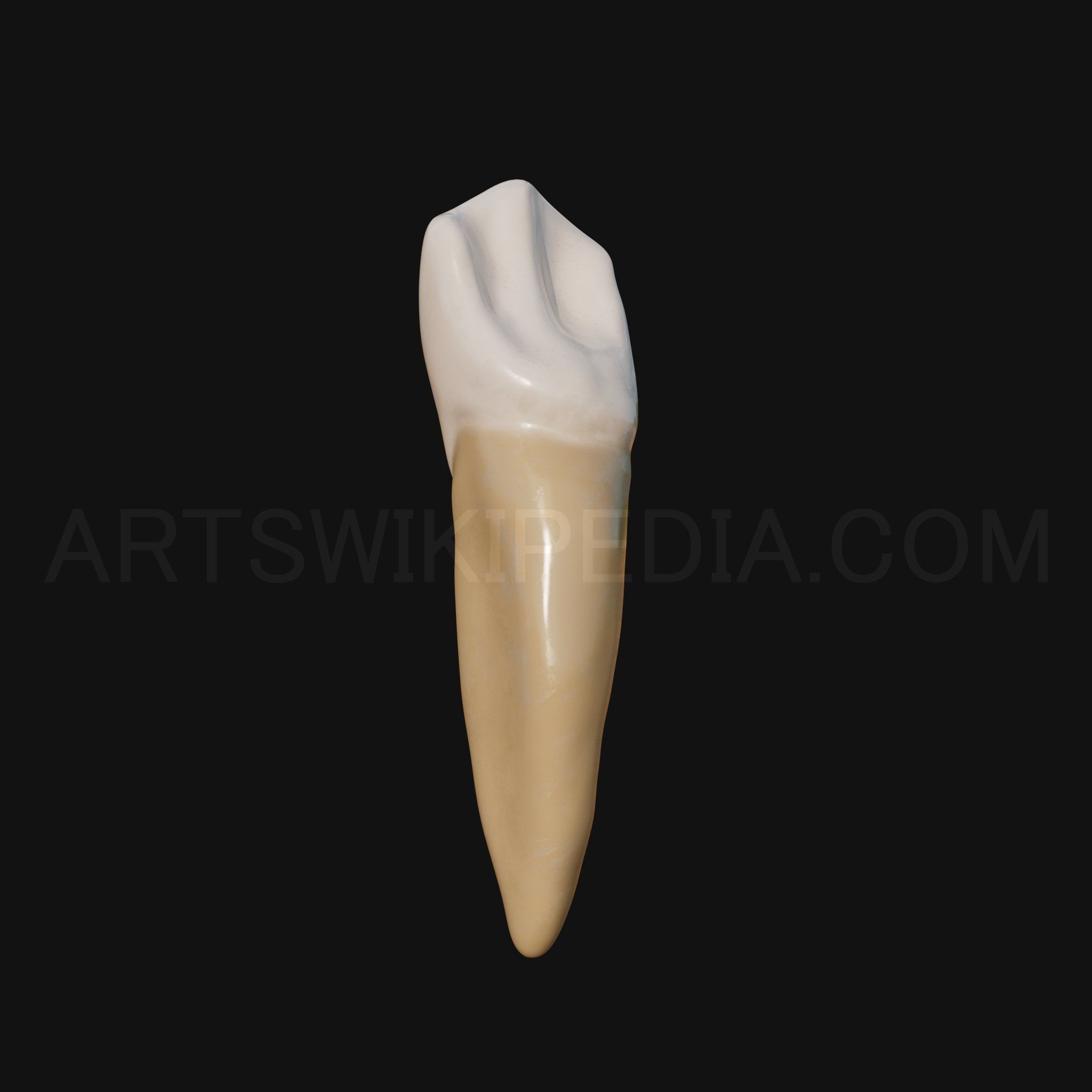 3D Model of mandibular left canine 3D model_4