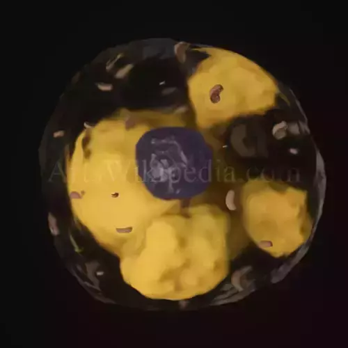 3d beige adipocyte lipid cell