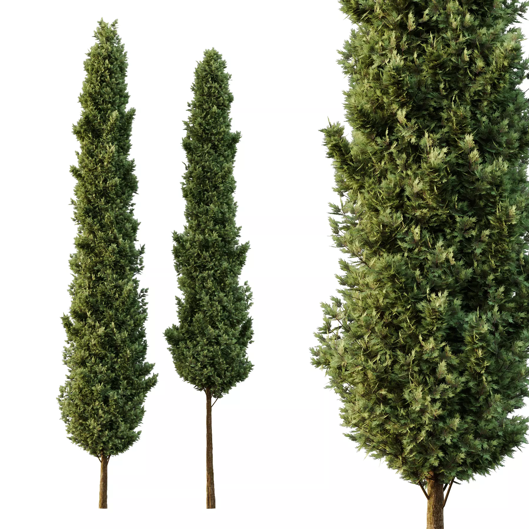 Italian Cypress Tree07 3D model_0