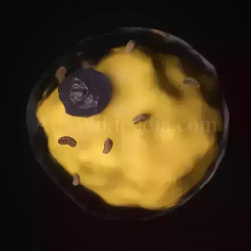 3D White adipocyte Fat cell