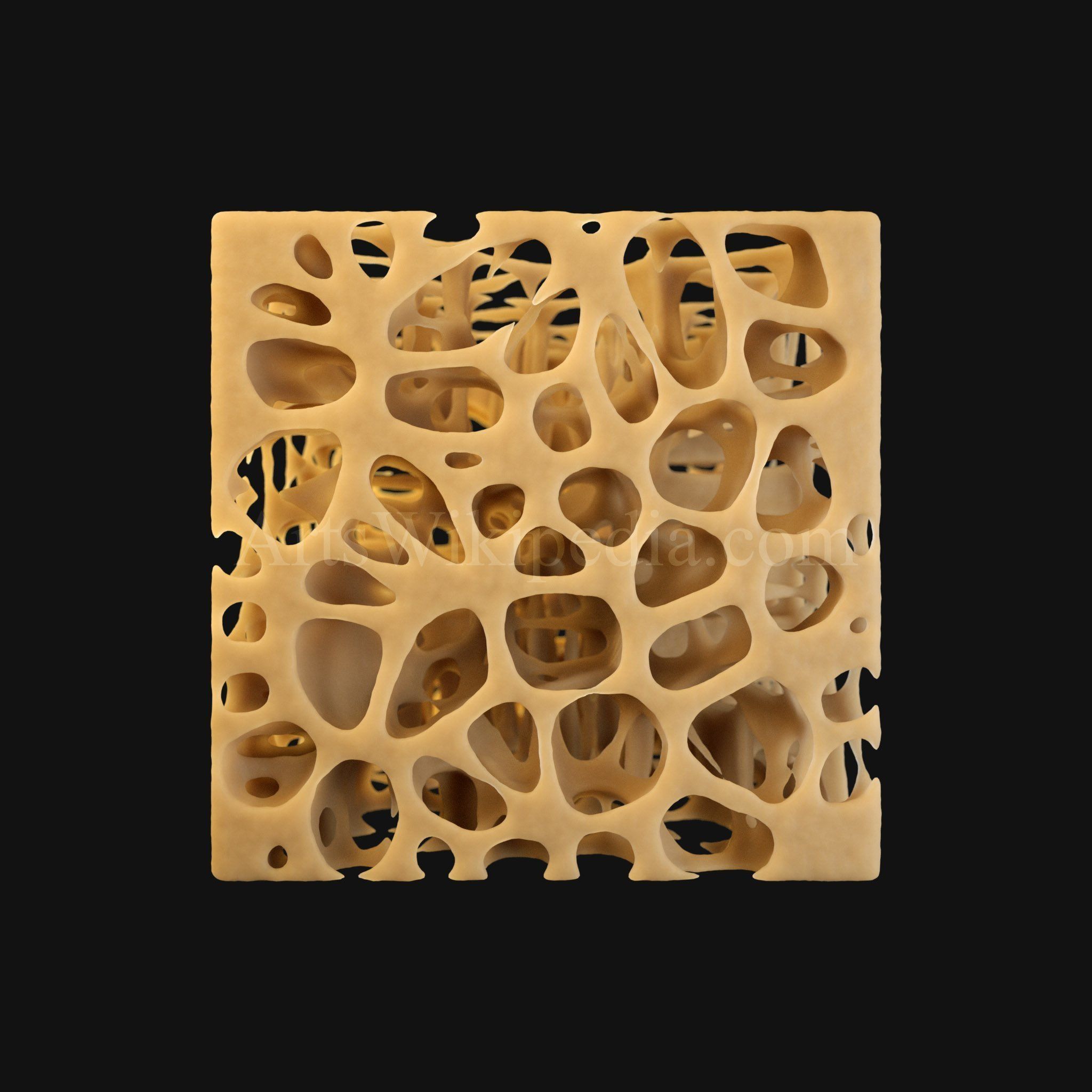 3D Trabeculae of Spongy Bone Normal Histology 3D model_3