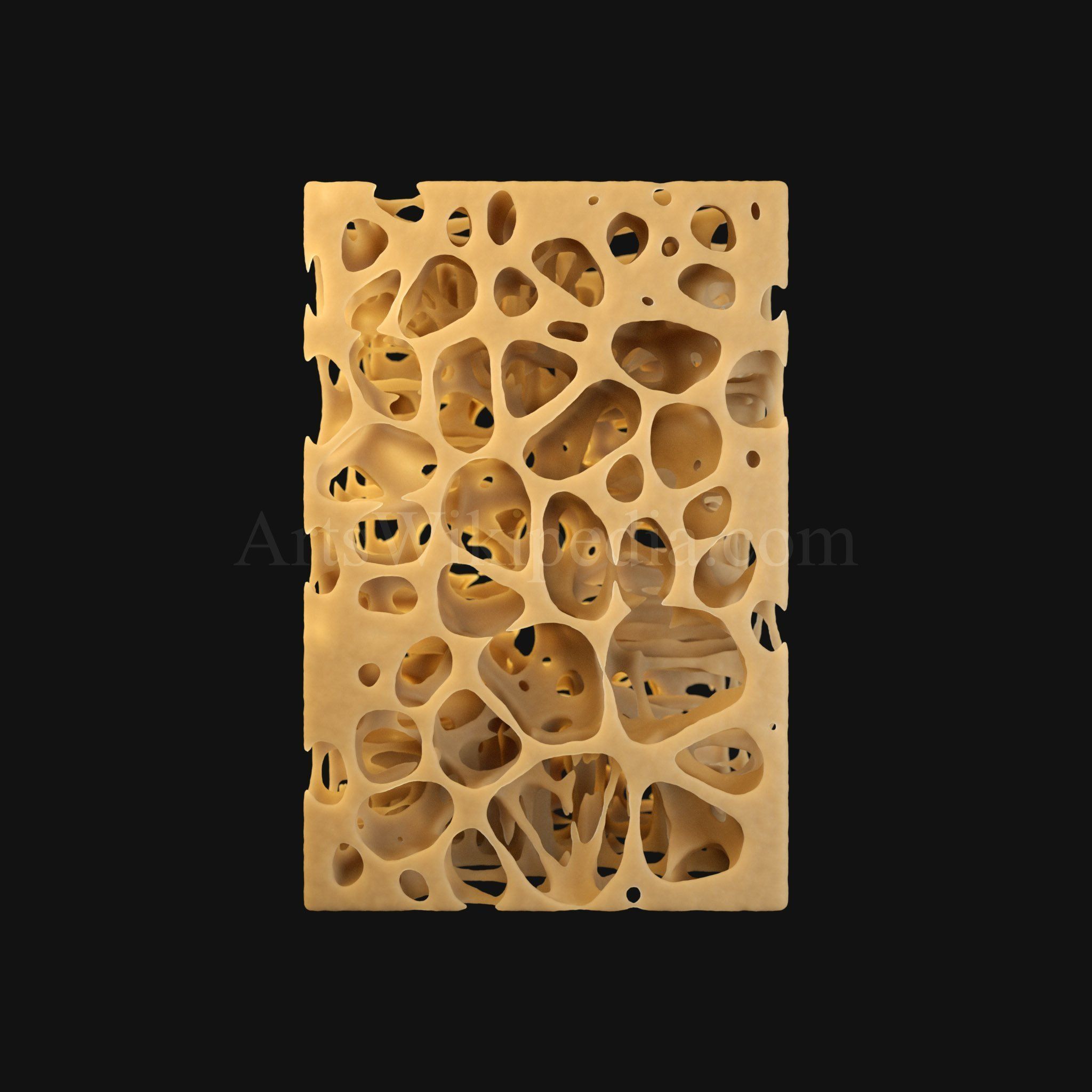 3D Trabeculae of Spongy Bone Normal Histology 3D model_6