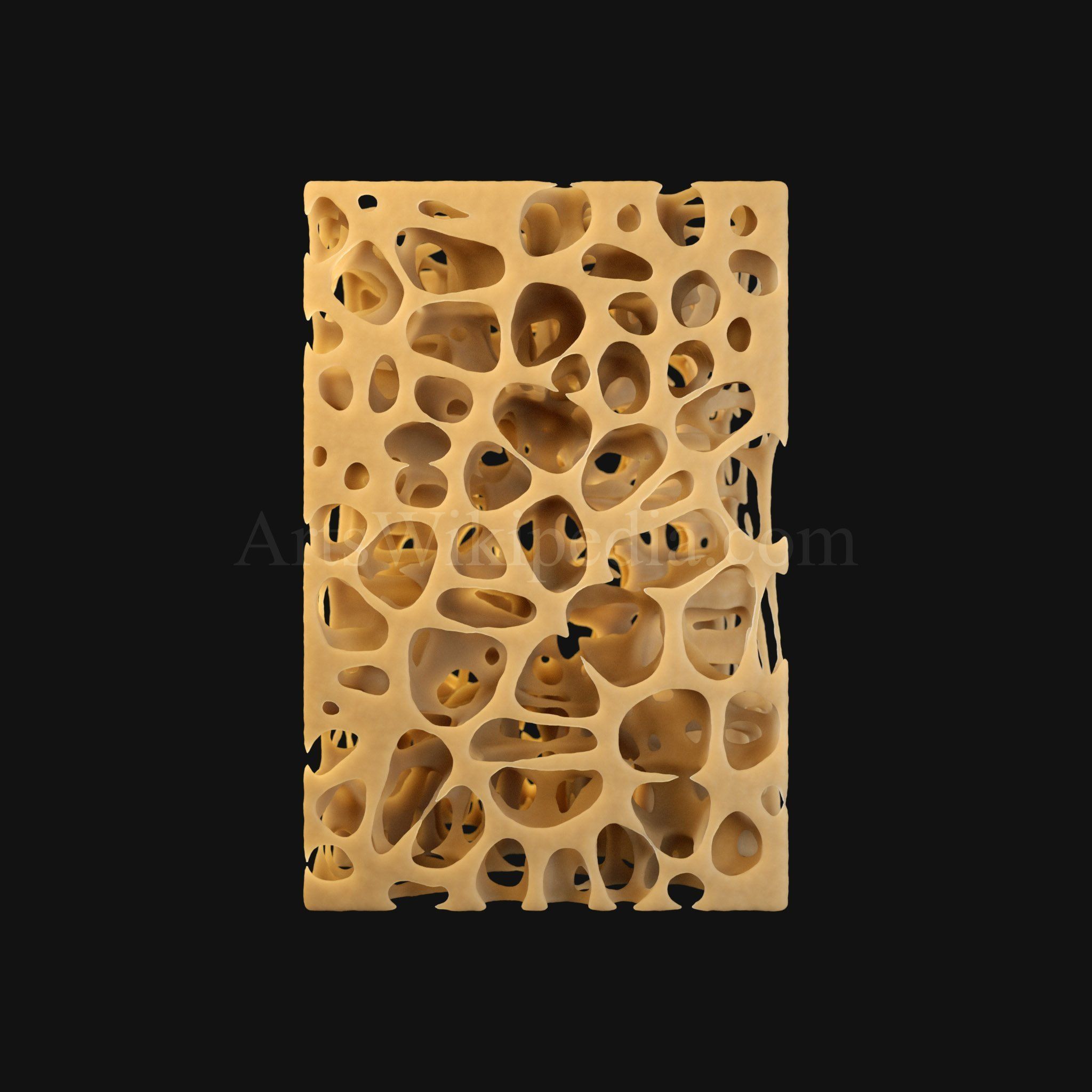 3D Trabeculae of Spongy Bone Normal Histology 3D model_2