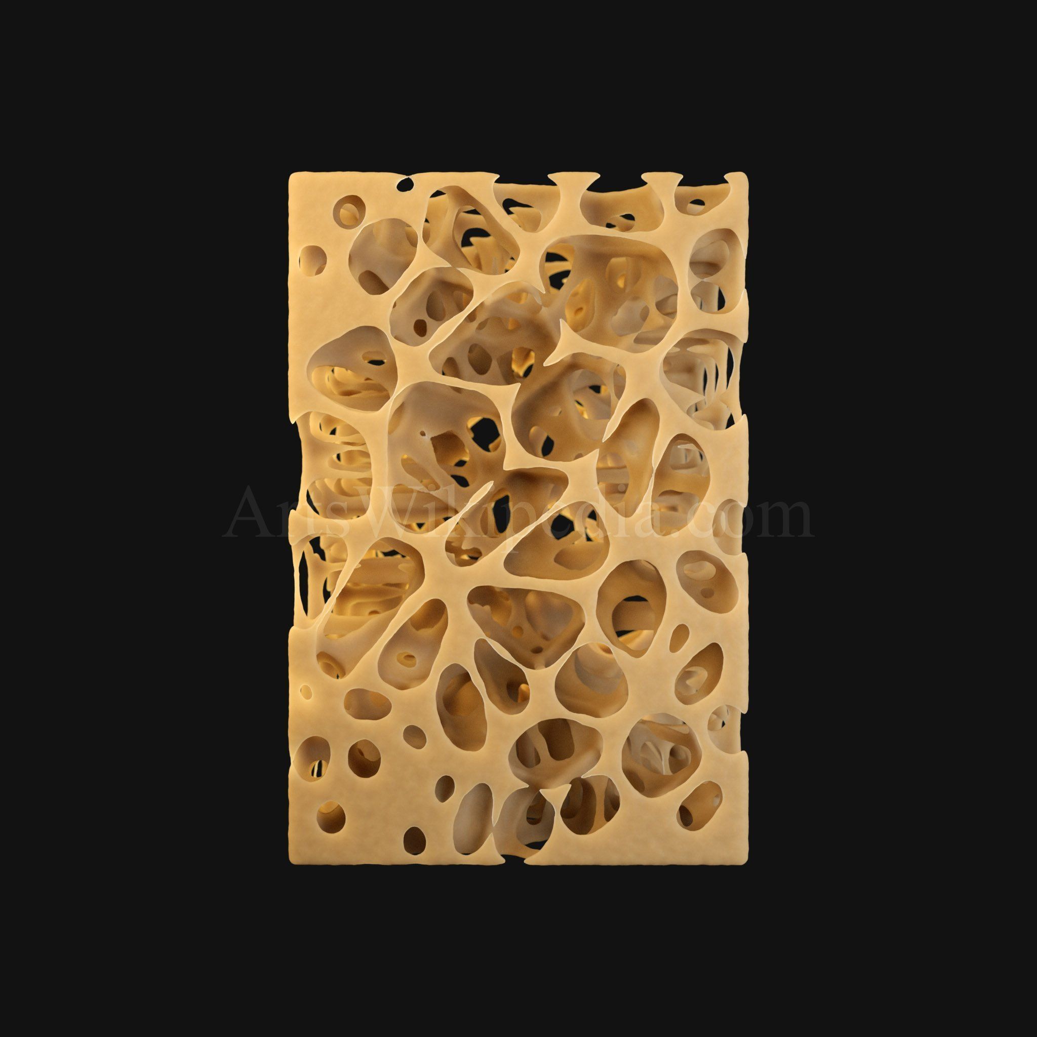 3D Trabeculae of Spongy Bone Normal Histology 3D model_1