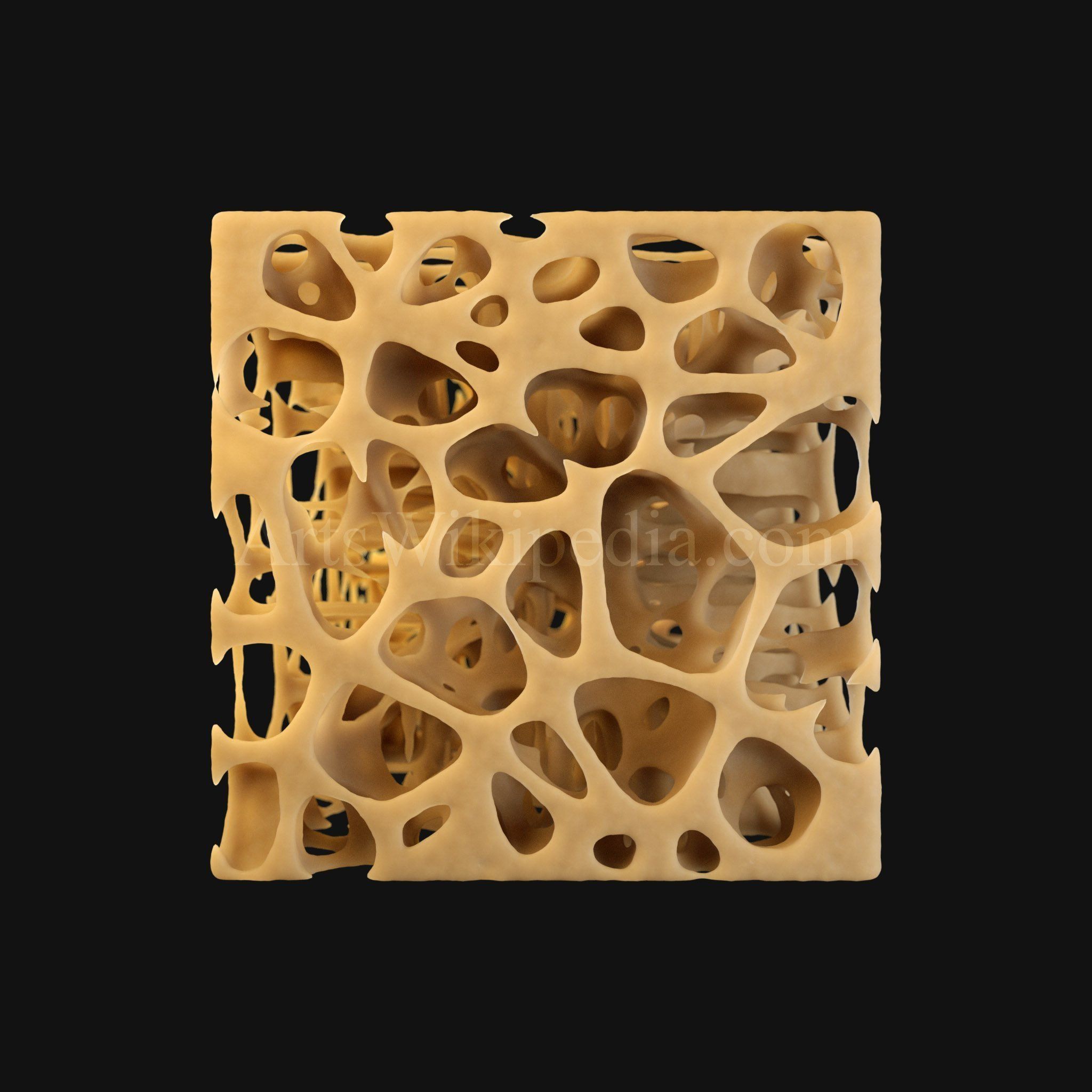 3D Trabeculae of Spongy Bone Normal Histology 3D model_4