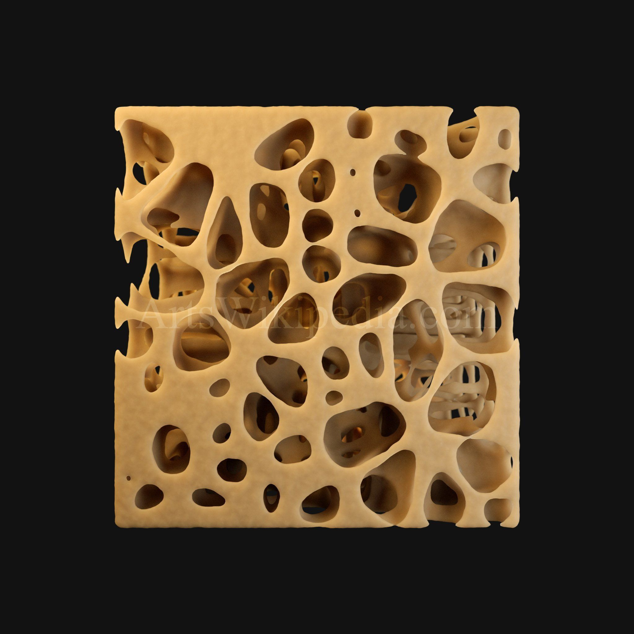 3D Normal Histology of Spongy Bone Structure 3D model_5
