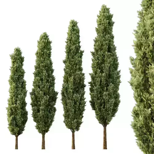 Italian Cypress Tree10 3D model