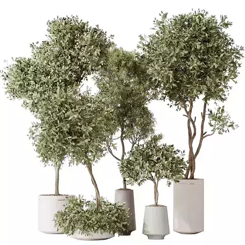 Indoor plant set 44 3D model