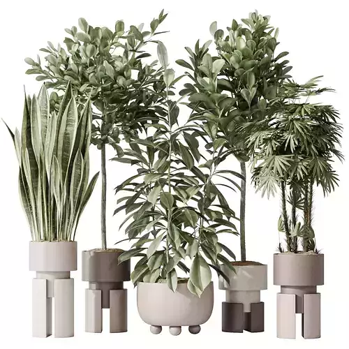 Indoor plant set 46 3D model
