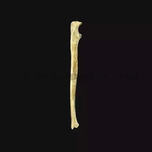 3D Ulna Bone