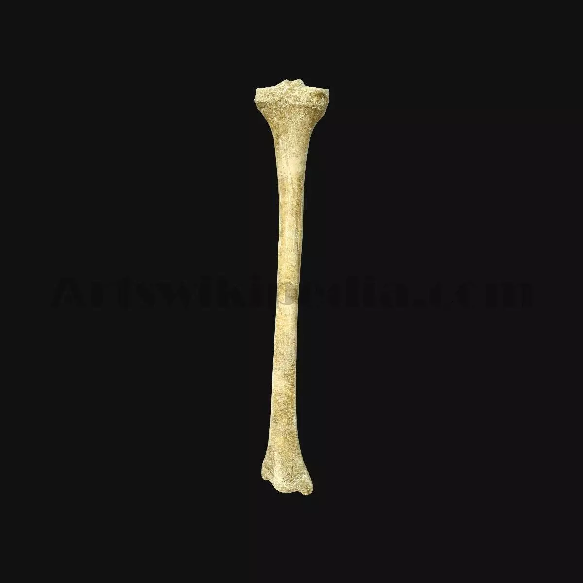 3D Tibia Bone 3D model