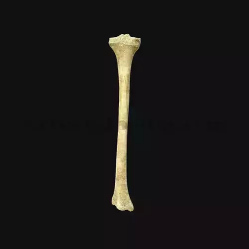 3D Tibia Bone