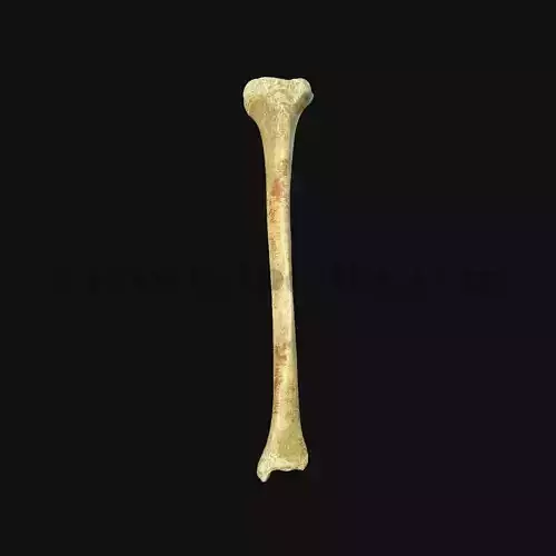 3D Tibia Anatomy
