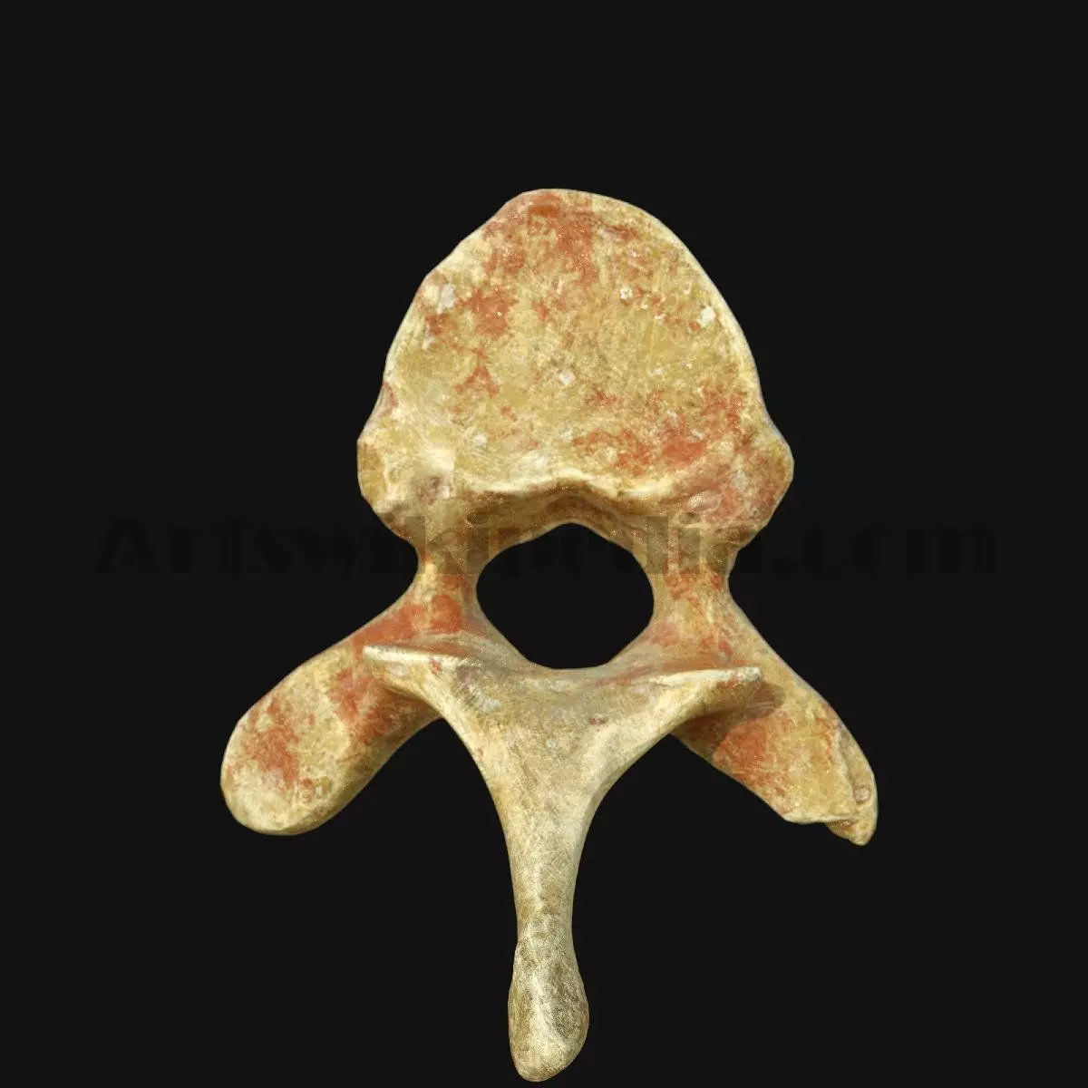 3D Thoracic Vertebra 3D model_0