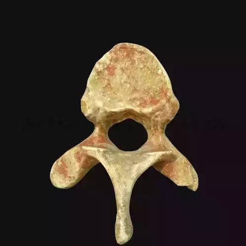 3D Thoracic Vertebra