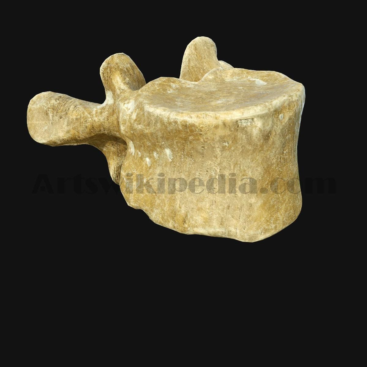 3D Thoracic Spine Bone 3D model_3