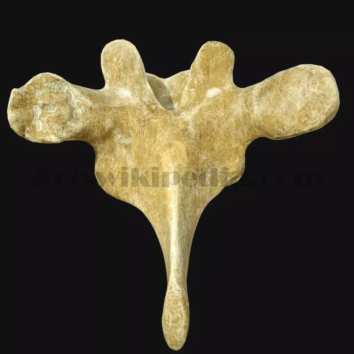 3D Thoracic Spine Bone 3D model_0