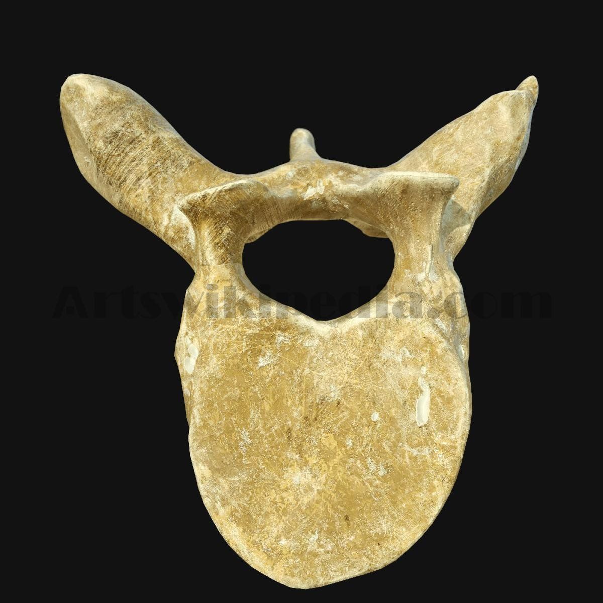 3D Thoracic Spine Bone 3D model_5