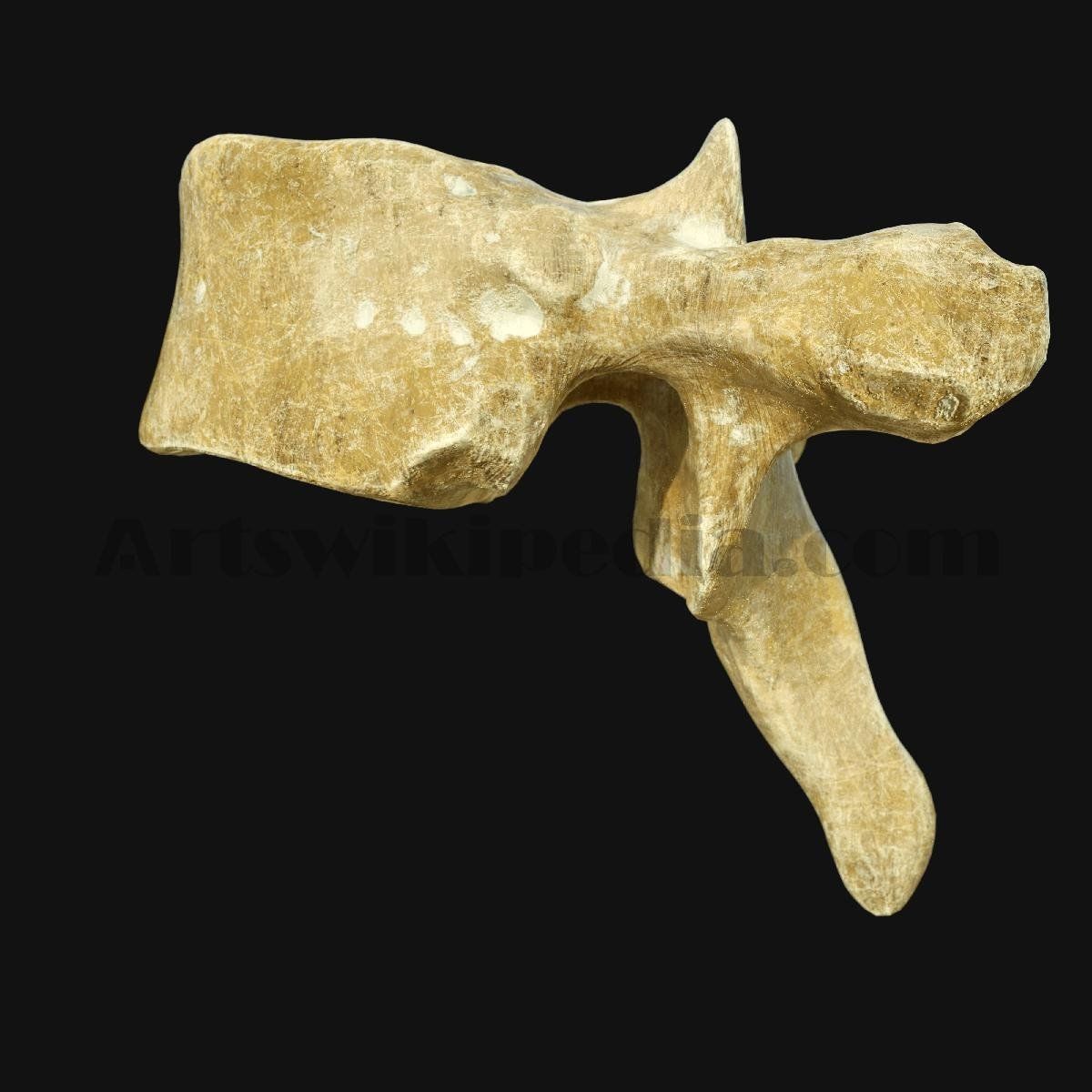 3D Thoracic Spine Bone 3D model_1