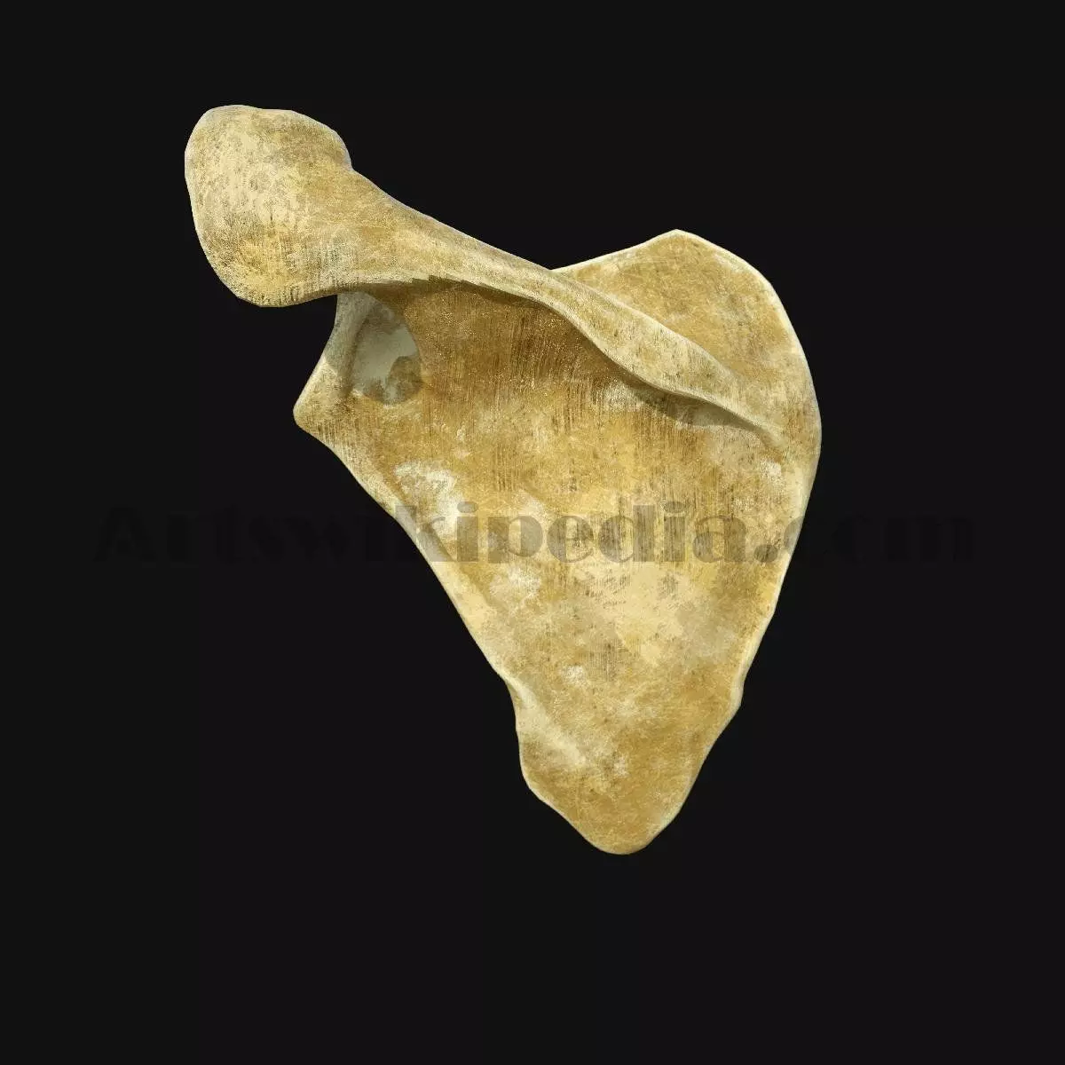 3D Scapula Bone 3D model_0