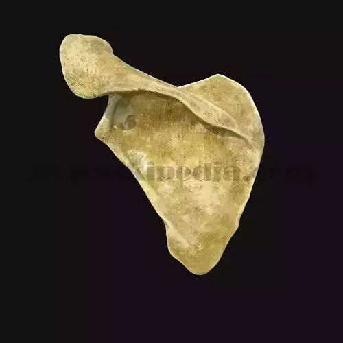 3D Scapula Bone