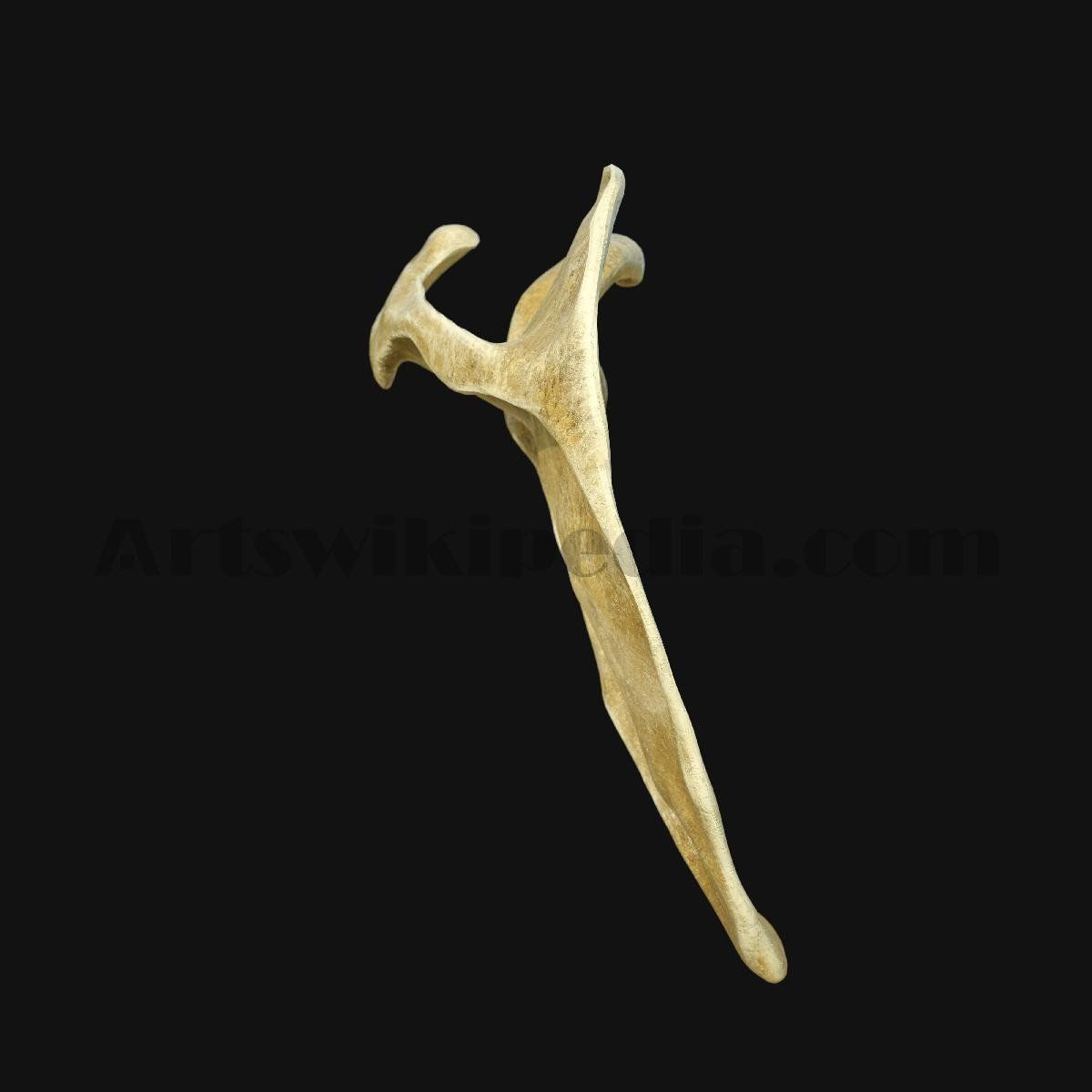 3D Scapula Bone 3D model_4