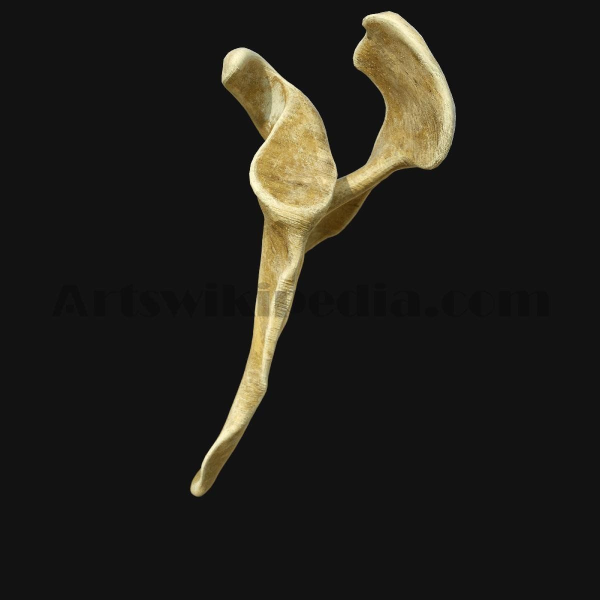 3D Scapula Bone 3D model_6