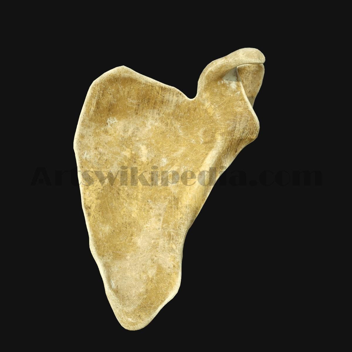 3D Scapula Bone 3D model_3