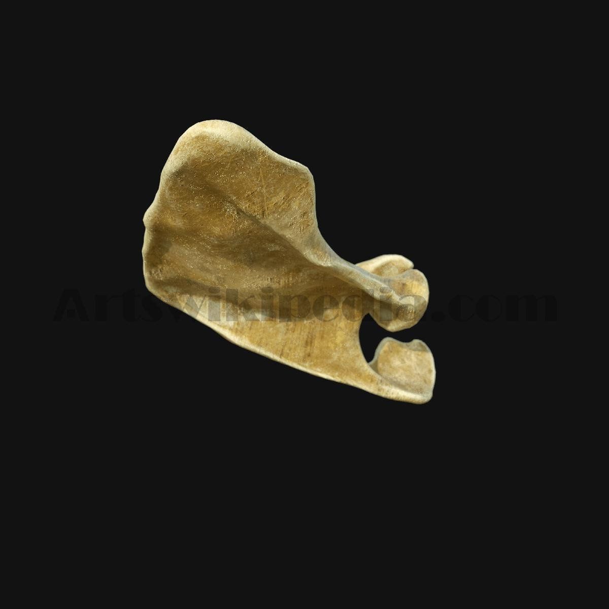 3D Scapula Bone 3D model_5