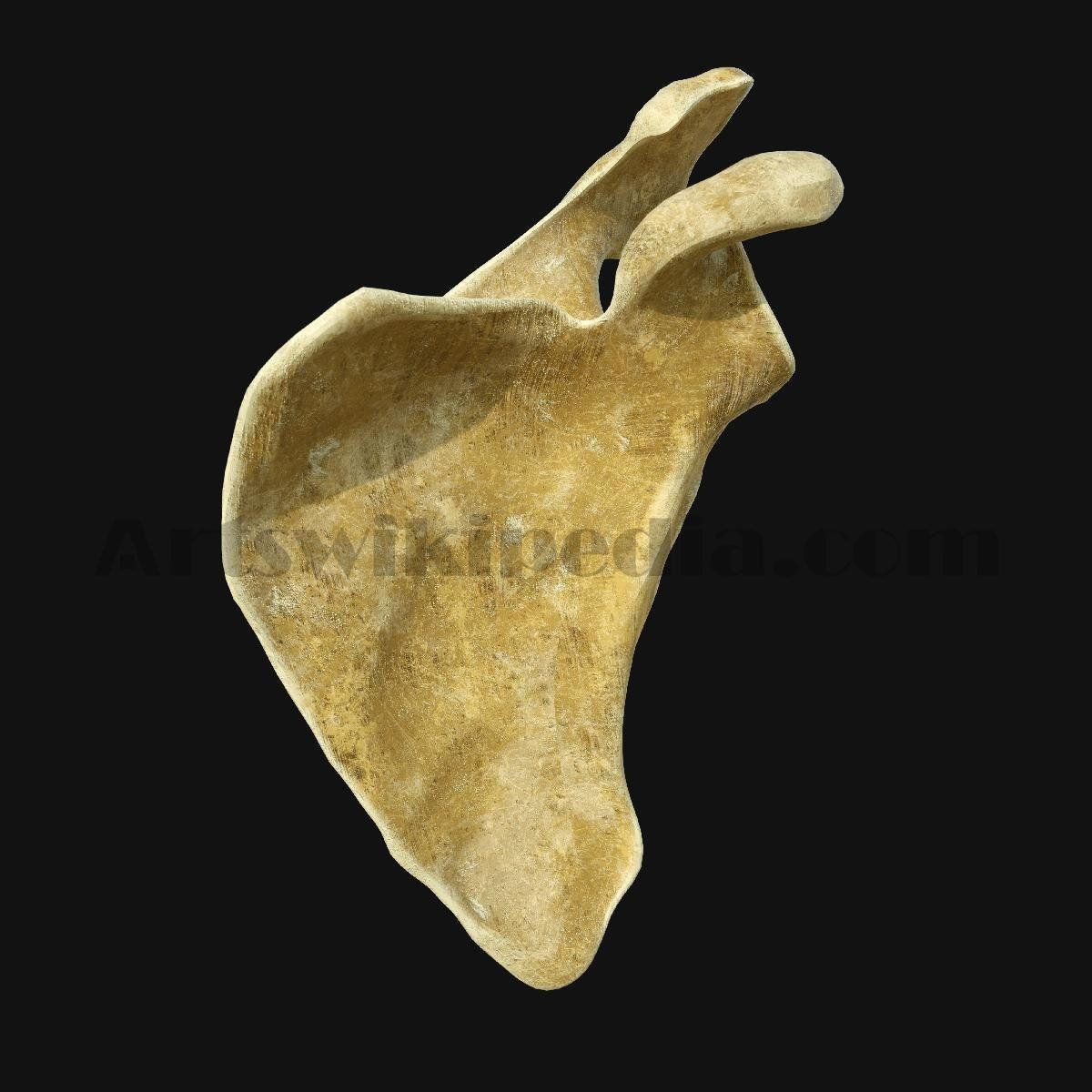 3D Scapula Bone 3D model_2