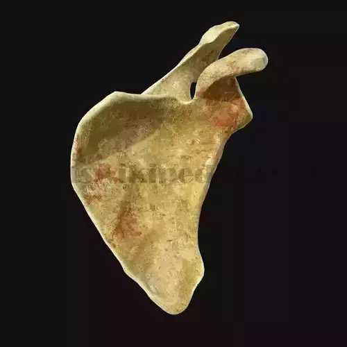 3D Scapula Anatomy