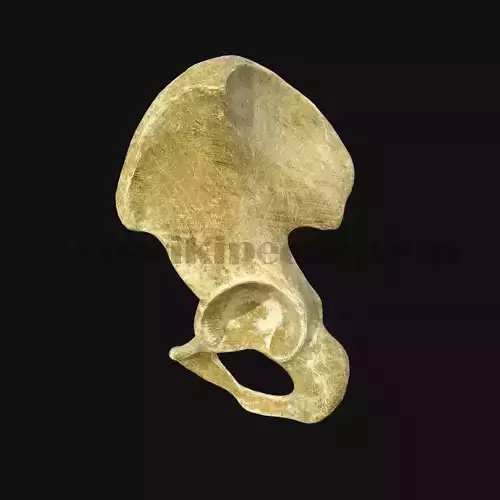 3D Pelvic Bone model