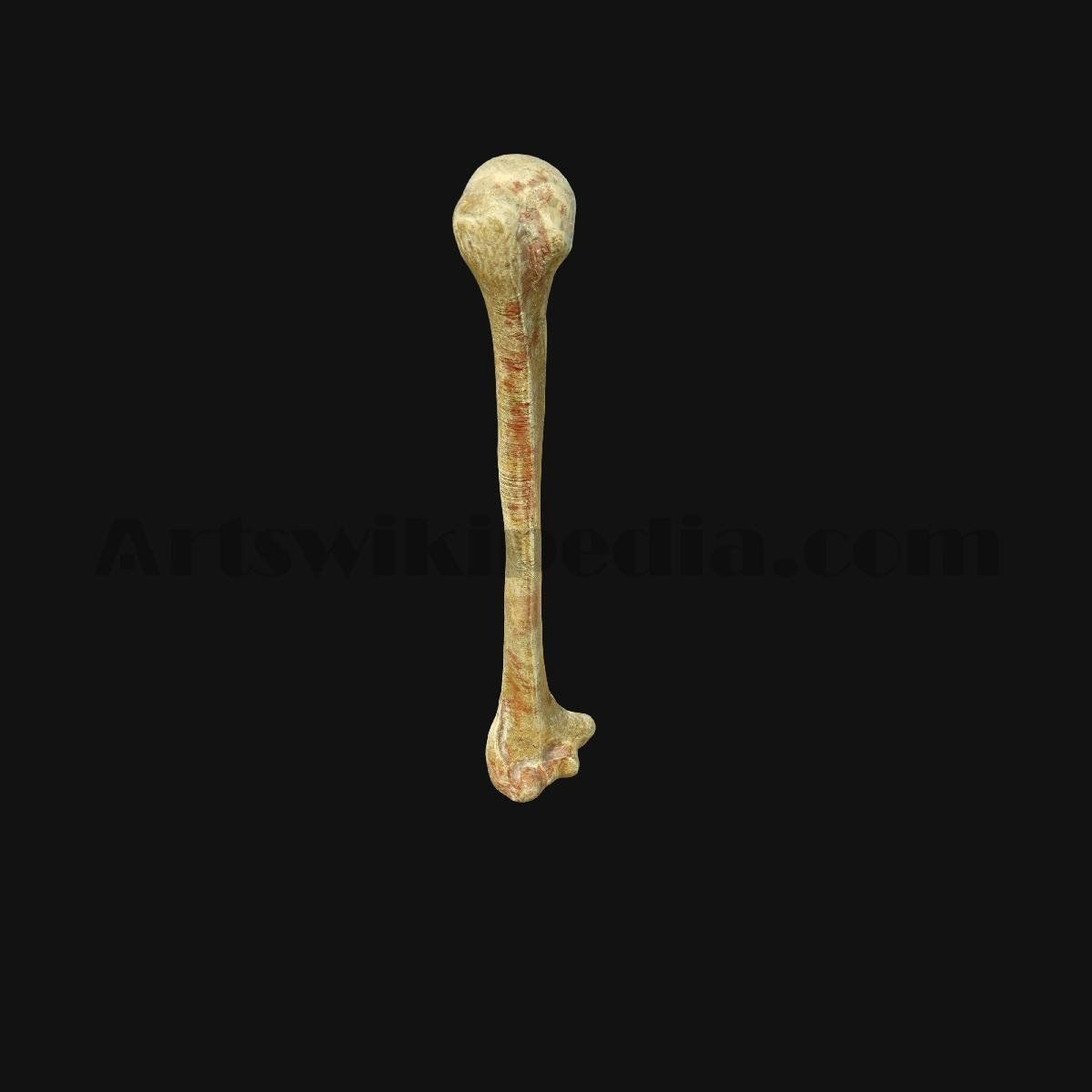 3D Humerus Anatomy 3D model_6