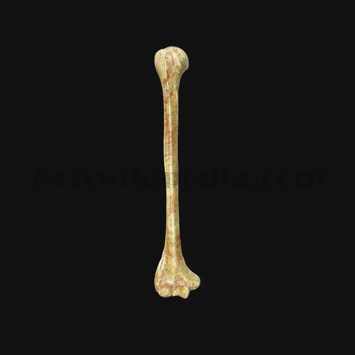 3D Humerus Anatomy 3D model_0