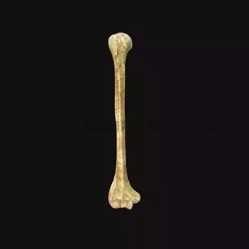 3D Humerus Anatomy