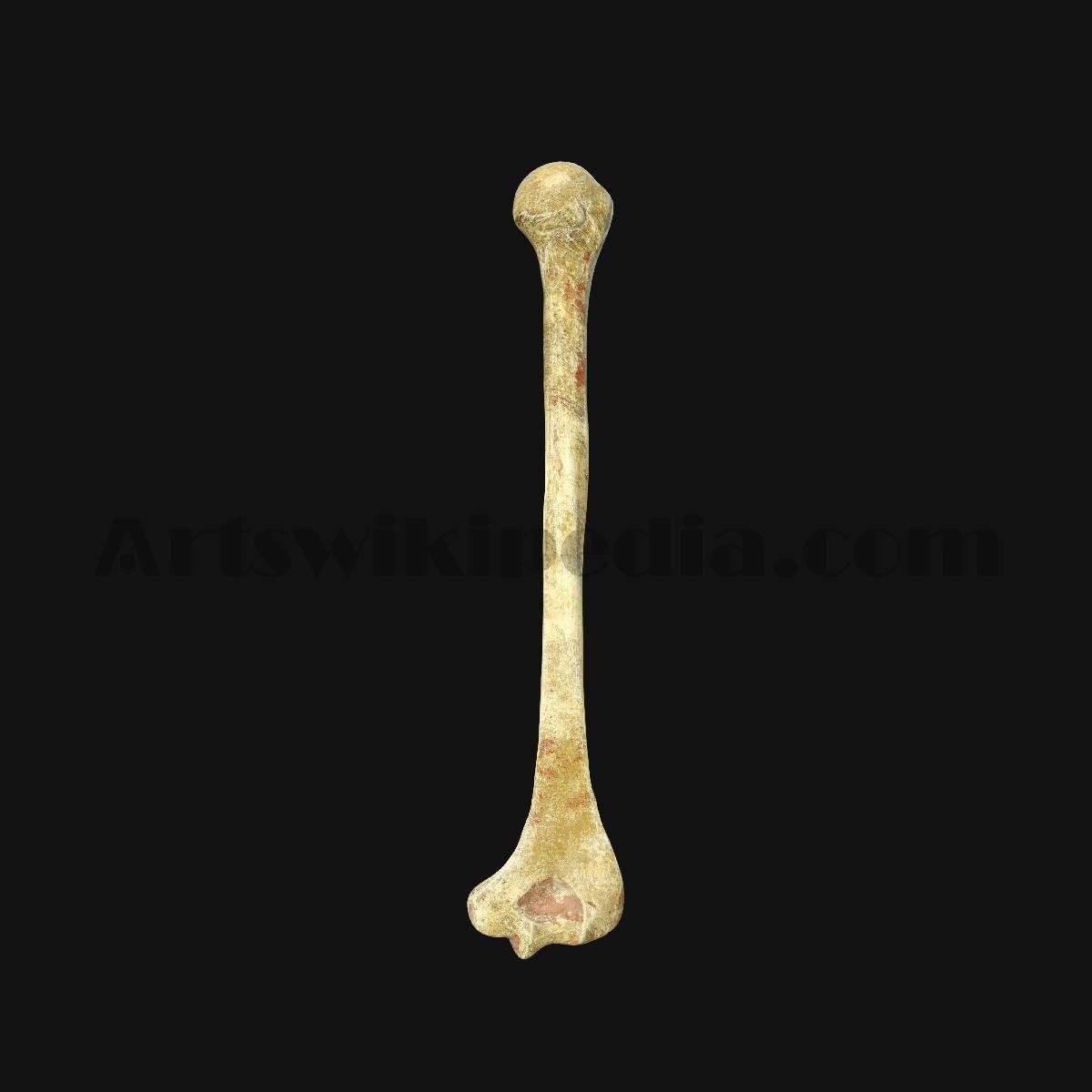 3D Humerus Anatomy 3D model_3