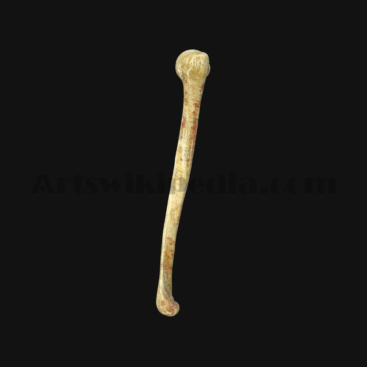 3D Humerus Anatomy 3D model_1