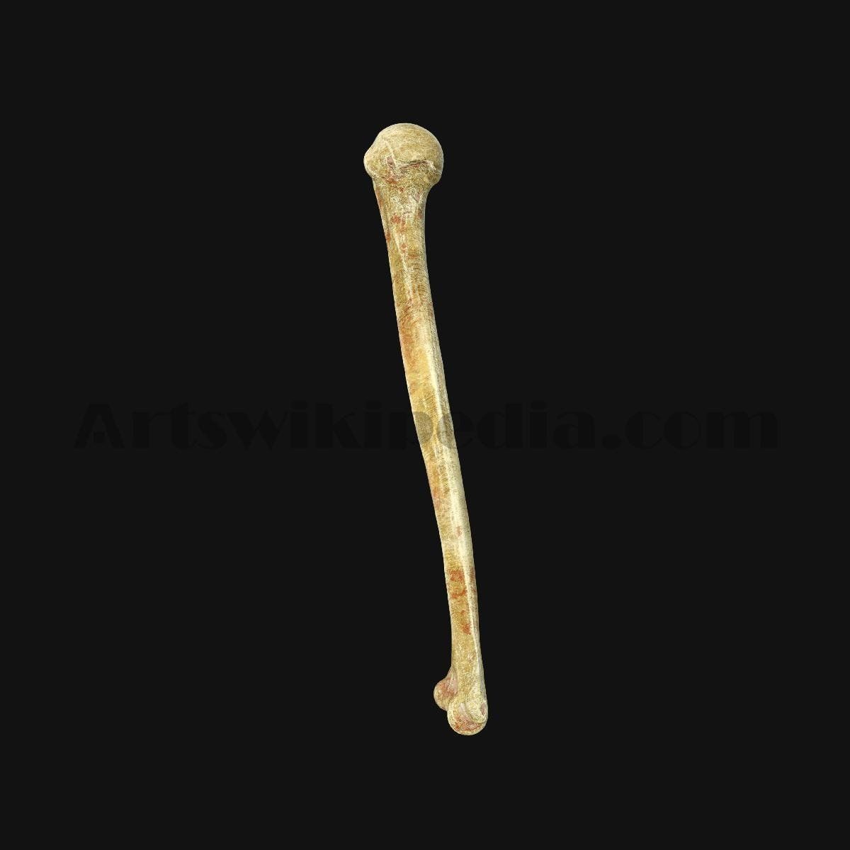 3D Humerus Anatomy 3D model_2