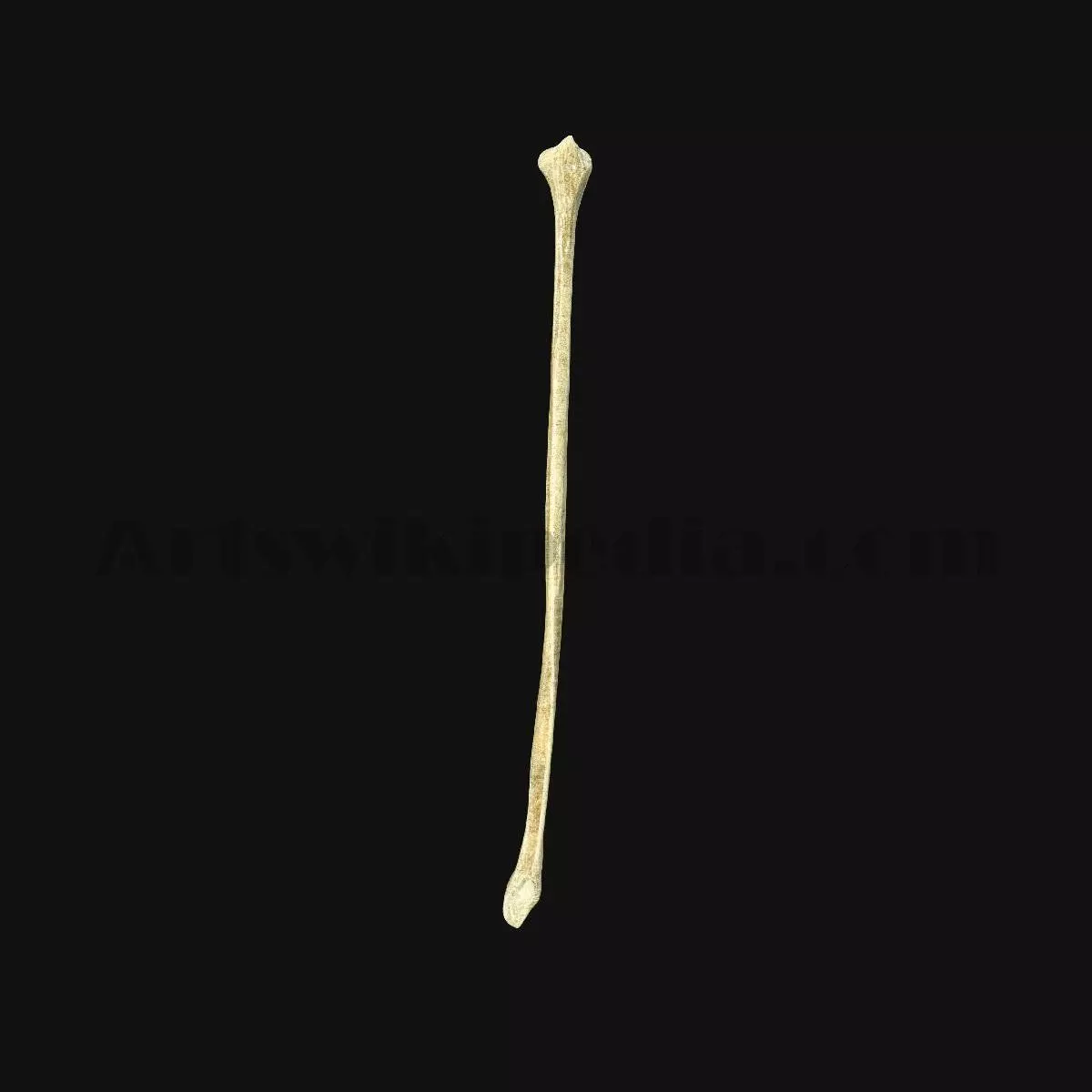 3D Fibula Anatomy 3d Calf Bone 3D model